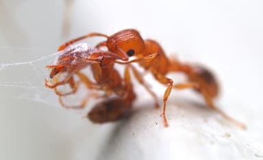 Tetramorium bicarinatum photo 41