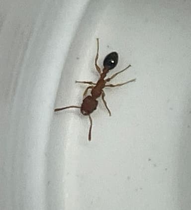 Tetramorium bicarinatum — worker photo 43