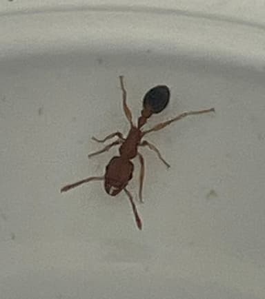Tetramorium bicarinatum — worker photo 44