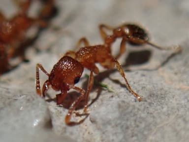 Tetramorium bicarinatum photo 45