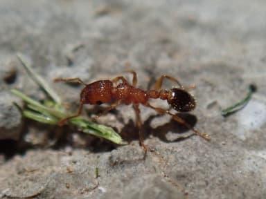 Tetramorium bicarinatum photo 46