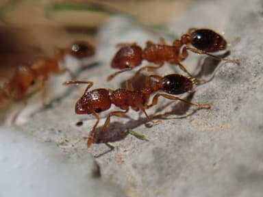 Tetramorium bicarinatum photo 47