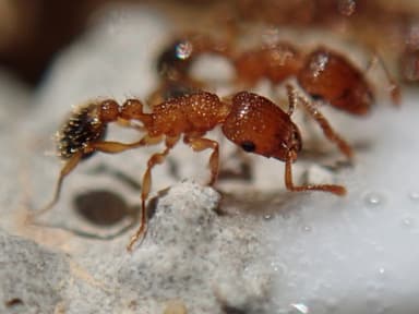 Tetramorium bicarinatum photo 48