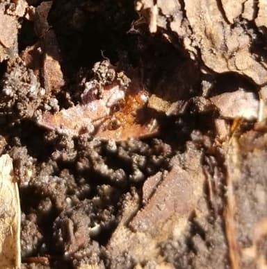 Tetramorium bicarinatum photo 49