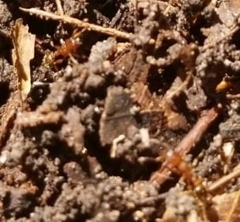 Tetramorium bicarinatum photo 50