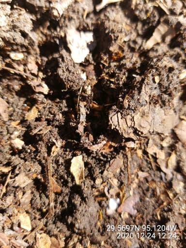 Tetramorium bicarinatum photo 51