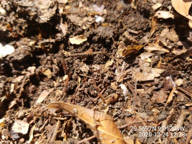 Tetramorium bicarinatum photo 52