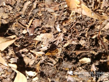 Tetramorium bicarinatum photo 53