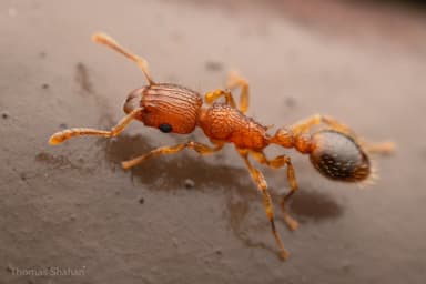 Tetramorium bicarinatum photo 54