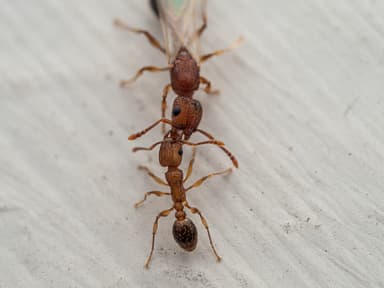 Tetramorium bicarinatum photo 56
