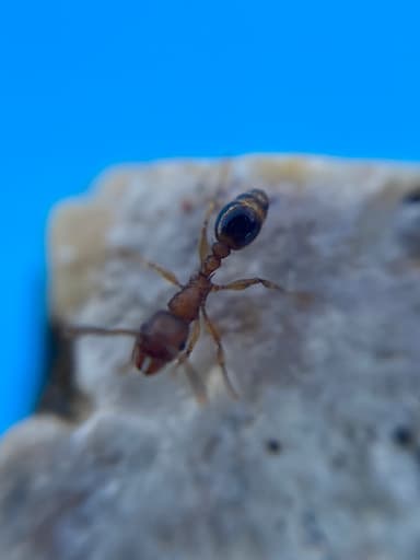 Tetramorium bicarinatum photo 59