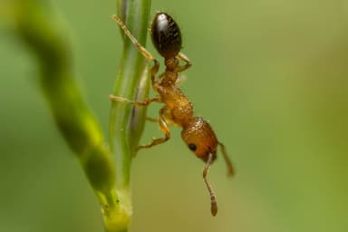 Tetramorium bicarinatum photo 60
