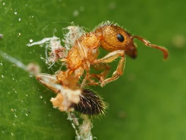 Tetramorium bicarinatum photo 61