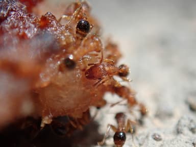Tetramorium bicarinatum photo 64