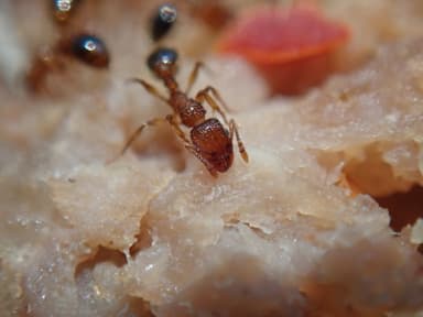 Tetramorium bicarinatum photo 66