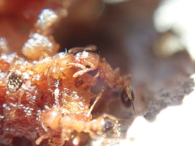 Tetramorium bicarinatum photo 67