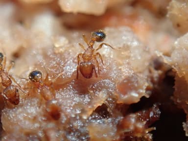 Tetramorium bicarinatum photo 68