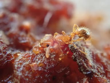 Tetramorium bicarinatum photo 71