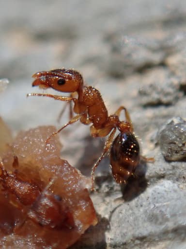 Tetramorium bicarinatum photo 73