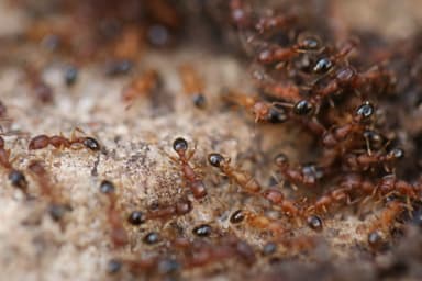 Tetramorium bicarinatum — queen photo 76
