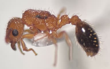 Tetramorium bicarinatum — queen photo 77