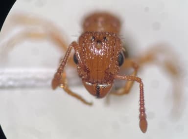 Tetramorium bicarinatum — queen photo 78