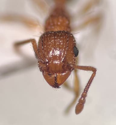 Tetramorium bicarinatum — queen photo 80