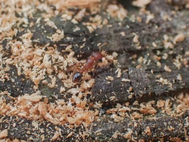 Tetramorium bicarinatum photo 81