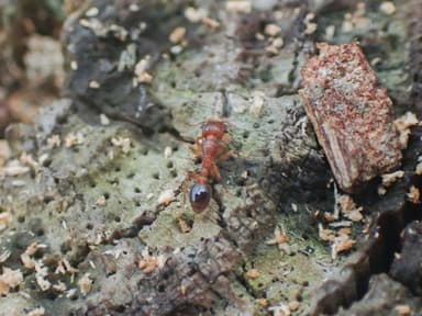 Tetramorium bicarinatum photo 82
