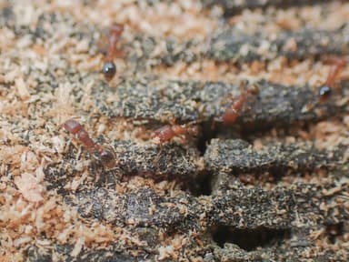 Tetramorium bicarinatum photo 83
