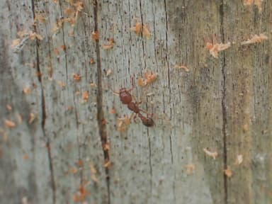 Tetramorium bicarinatum photo 84