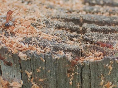 Tetramorium bicarinatum photo 85