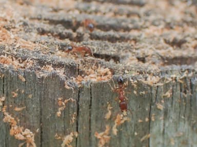 Tetramorium bicarinatum photo 86