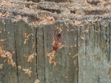 Tetramorium bicarinatum photo 87