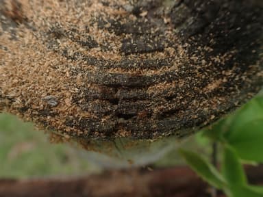 Tetramorium bicarinatum photo 88