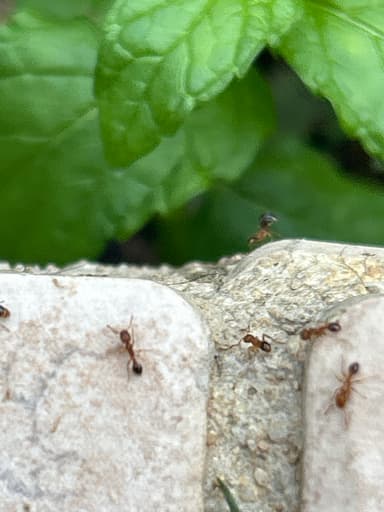 Tetramorium bicarinatum photo 91