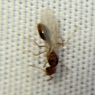 Tetramorium bicarinatum photo 92