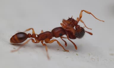 Tetramorium bicarinatum photo 93