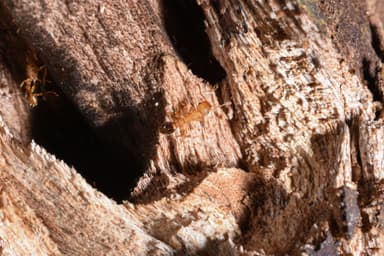 Tetramorium bicarinatum photo 95