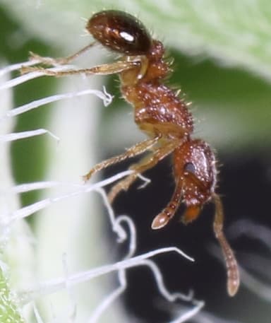 Tetramorium bicarinatum photo 96