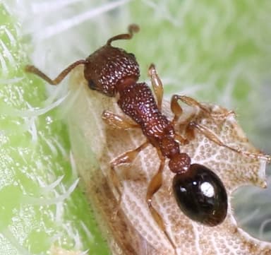 Tetramorium bicarinatum photo 97
