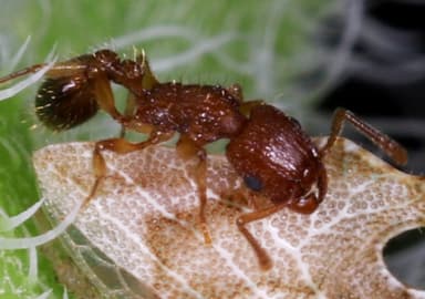 Tetramorium bicarinatum photo 98