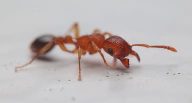 Tetramorium bicarinatum photo 104