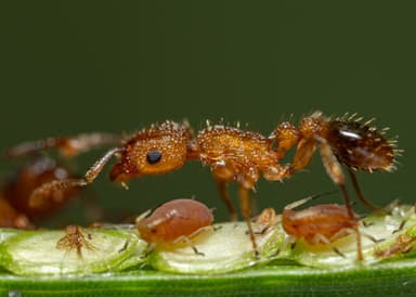 Tetramorium bicarinatum photo 105