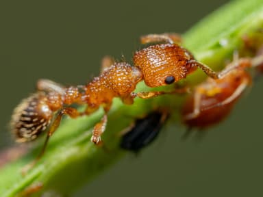 Tetramorium bicarinatum photo 106