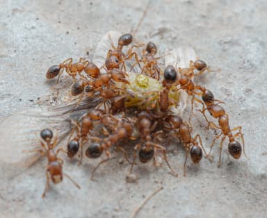Tetramorium bicarinatum photo 109