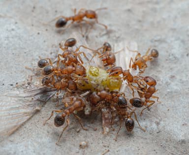 Tetramorium bicarinatum photo 110