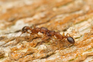 Tetramorium bicarinatum photo 111