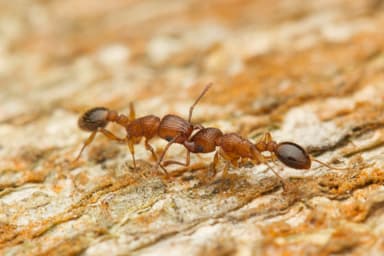 Tetramorium bicarinatum photo 112