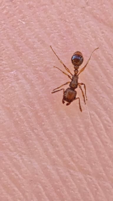 Tetramorium bicarinatum photo 114